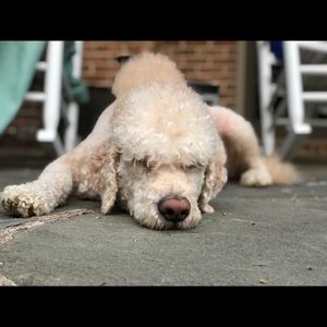 Meet your Posher, Meredith